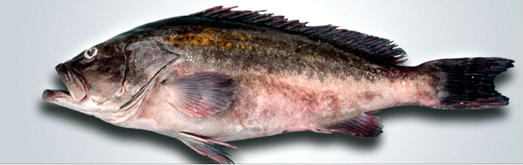 Epinephelus costae _04